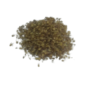 Cenchrus Ciliaris/African Foxtail/Buffel Grass Seeds