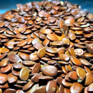 Leucaena Seeds