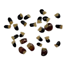 Tree Lucerne Seeds