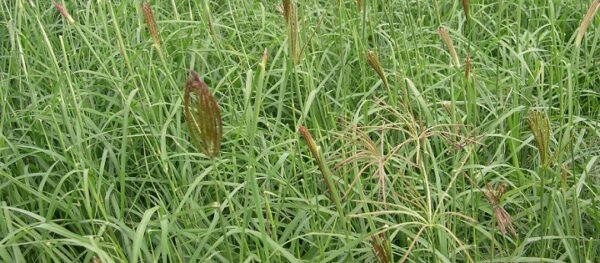 Boma Rhode Seeds/Chloris Gayana Seeds - Image 2