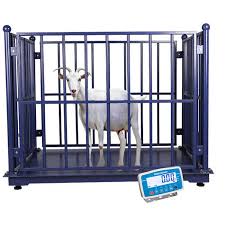 Goats/Sheep Digital Weighing Scale