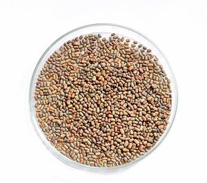 Sesbania Sesban Seeds