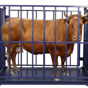 Digital Cattle Weighing Scale