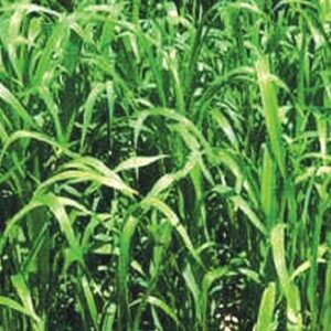 Sudan Grass Seeds